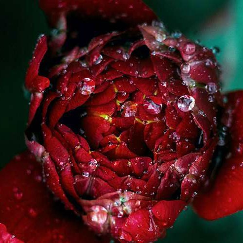 Red Flower Image